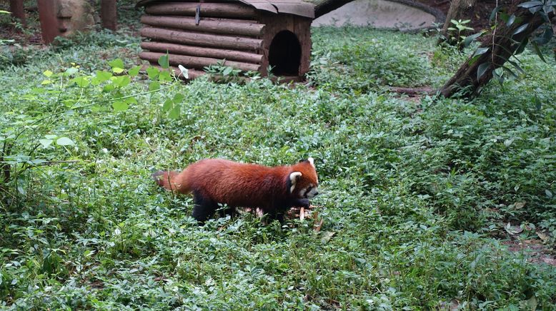 Anna und die wilden Tiere