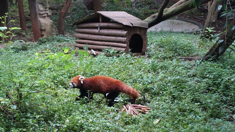 Anna und die wilden Tiere