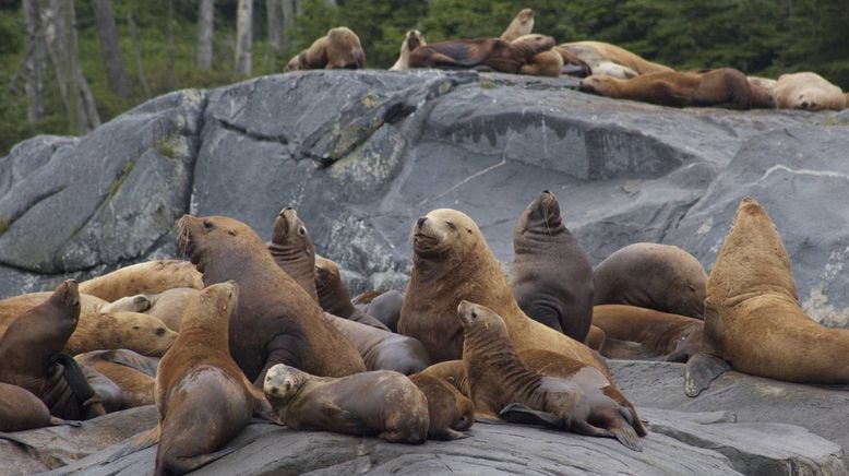 Deadly 60 - Die gefährlichsten Tiere der Welt