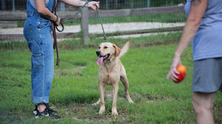 Pitbulls auf Bewährung