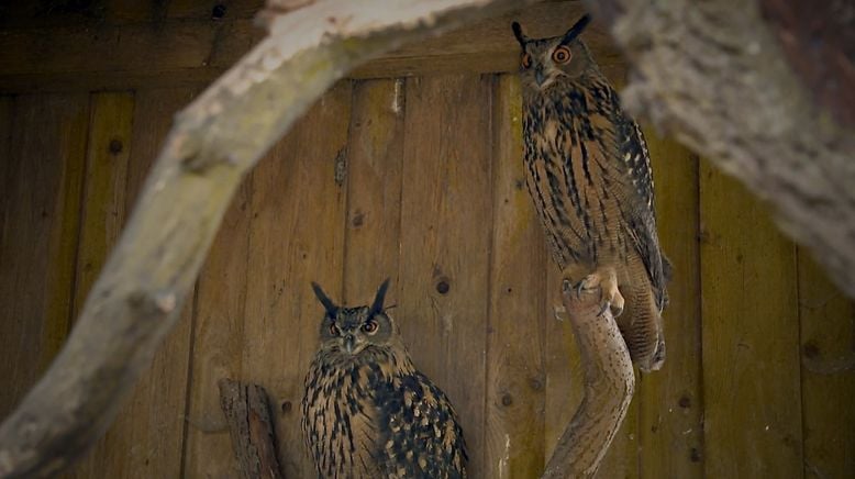 Die Falknerei am Rennsteig