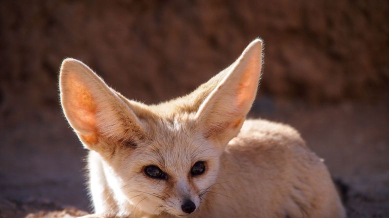 Bronx Zoo - Tierpark der Superlative