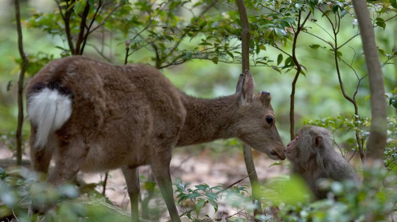 Wildes Japan - Land der tausend Inseln