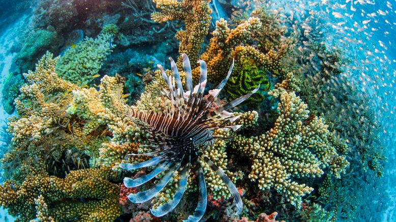 Das Great Barrier Reef - Schatzkiste der Natur