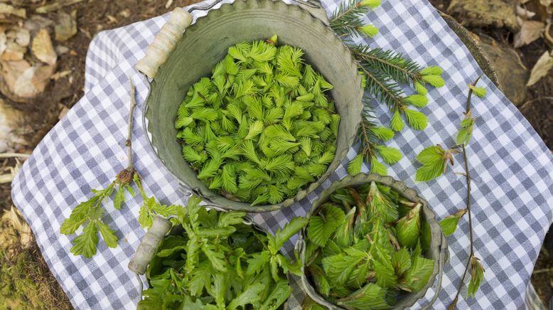 Schnittgut. Alles aus dem Garten