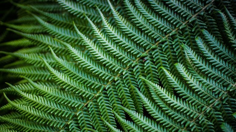 Schnittgut. Alles aus dem Garten