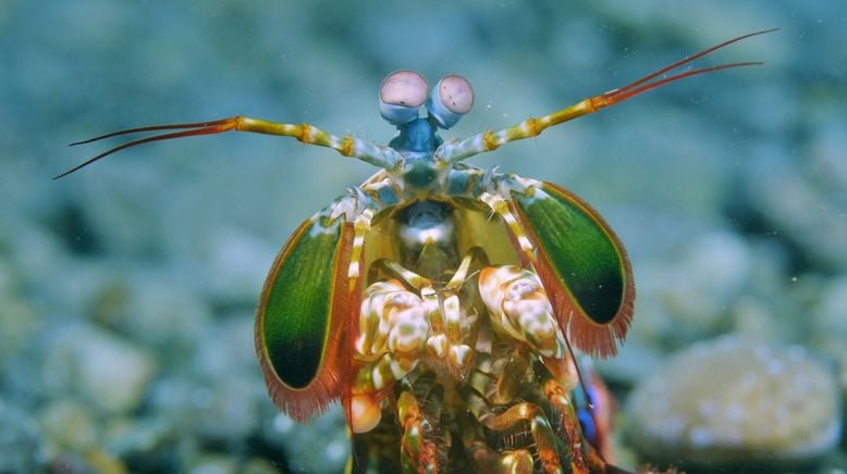 Into the Blue - Indonesiens Unterwasserparadiese