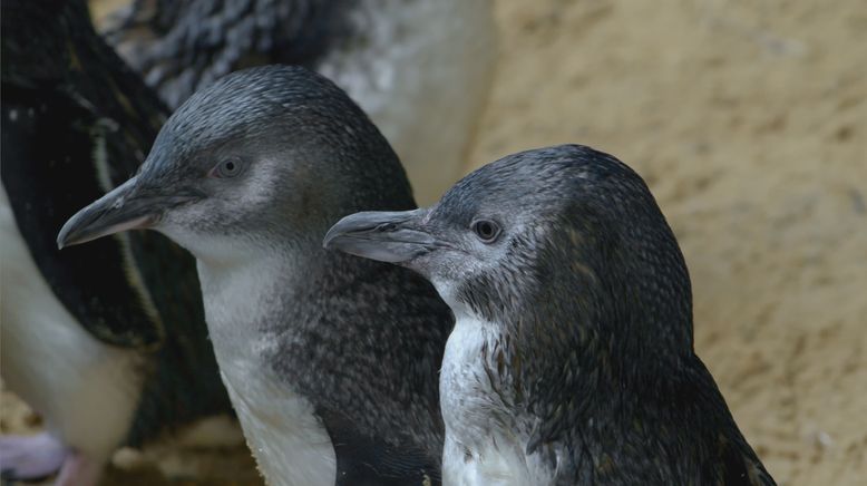 Wildvögel in Australien