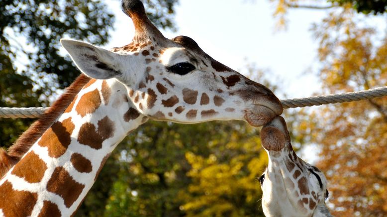 Bronx Zoo - Tierpark der Superlative