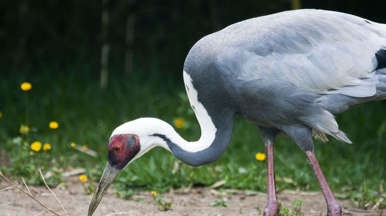 Bronx Zoo - Tierpark der Superlative