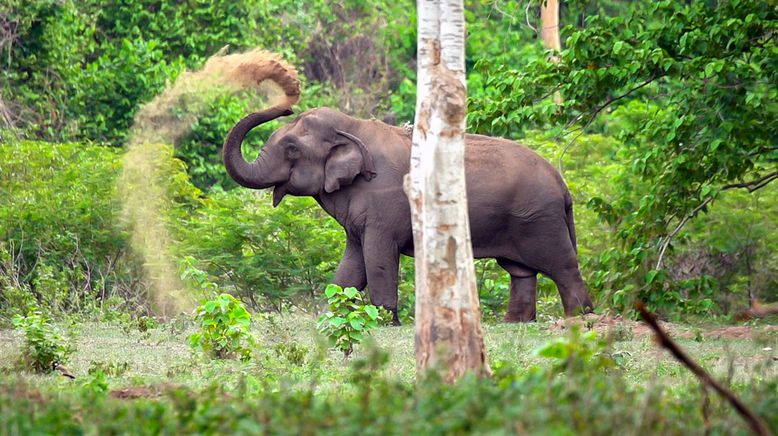 Thailands faszinierende Wildnis