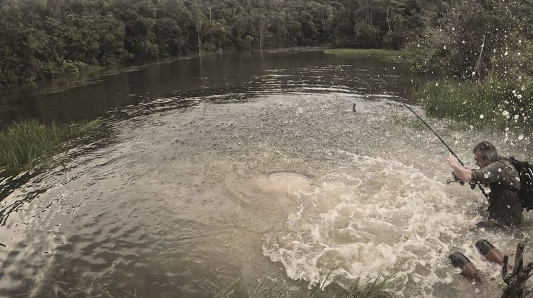 Giganten unter Wasser - Riesenfischen auf der Spur