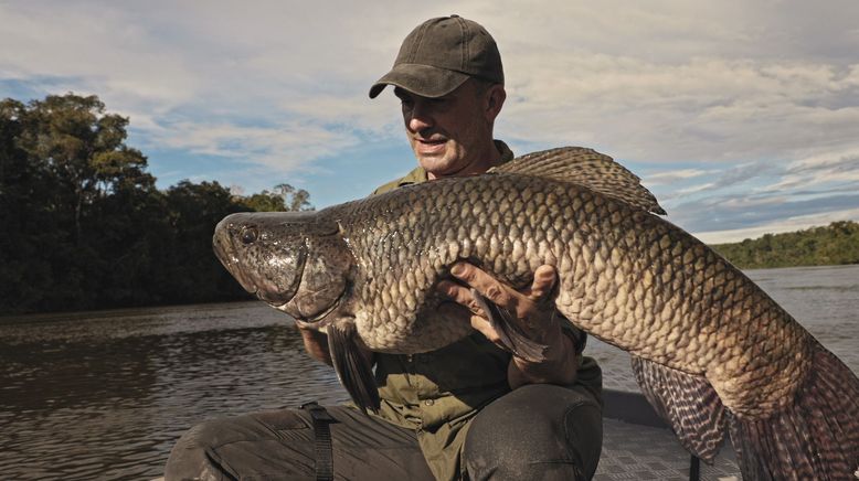 Giganten unter Wasser - Riesenfischen auf der Spur