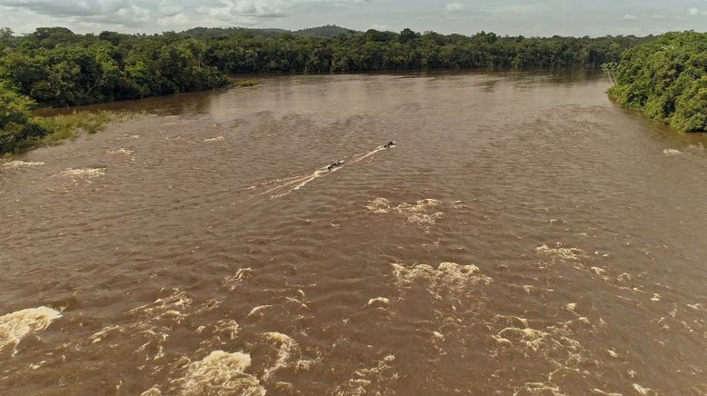 Giganten unter Wasser - Riesenfischen auf der Spur