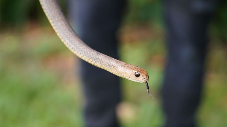 Snake Security - Schlangenalarm in Australien