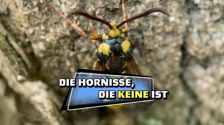 Das kleine 1x1 der Artenkunde