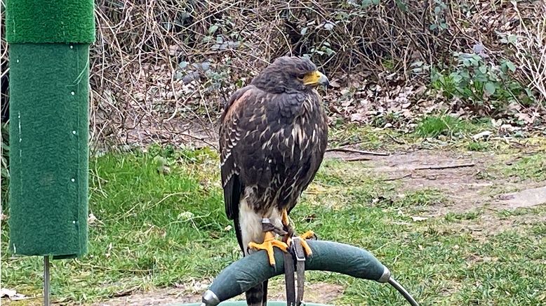 Wildtiere in der Großstadt