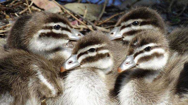 Tierbabys ganz groß