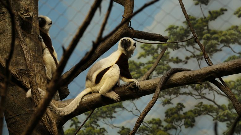 Bronx Zoo - Tierpark der Superlative