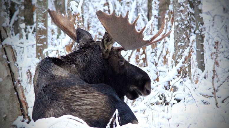 Alaska: Ein Jahr in der Wildnis