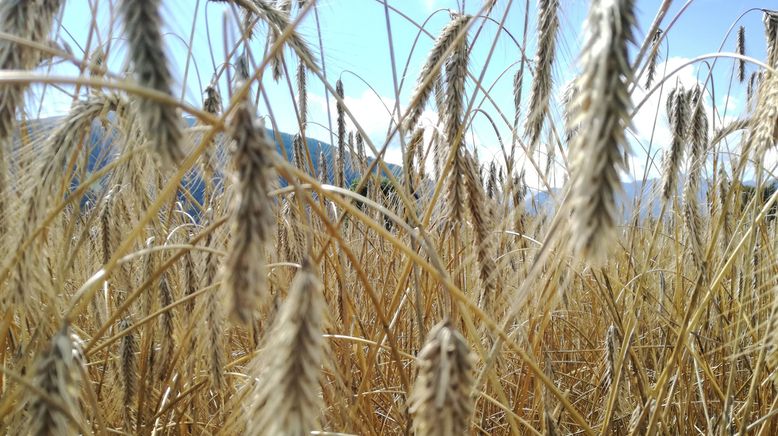 Resche Krusten - Unser Brot