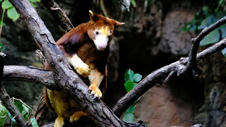 Bronx Zoo - Tierpark der Superlative