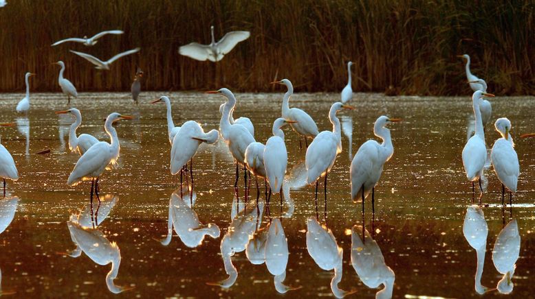 Niederlande: Neue Naturinseln im Markermeer