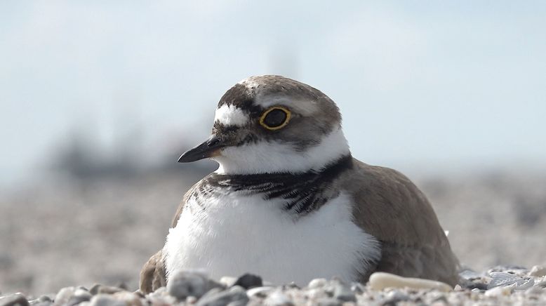 Niederlande: Neue Naturinseln im Markermeer