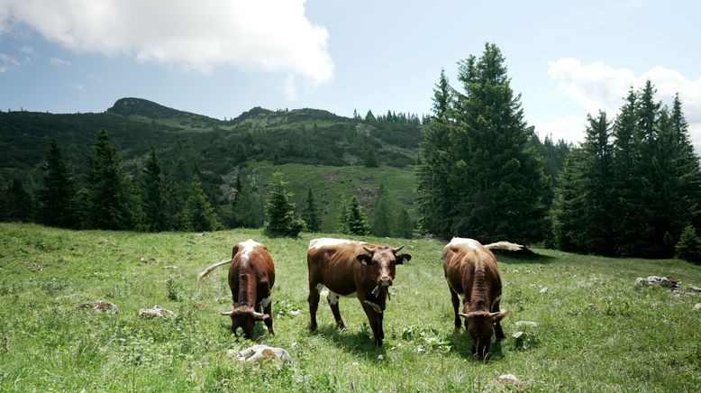 Almleben am Untersberg