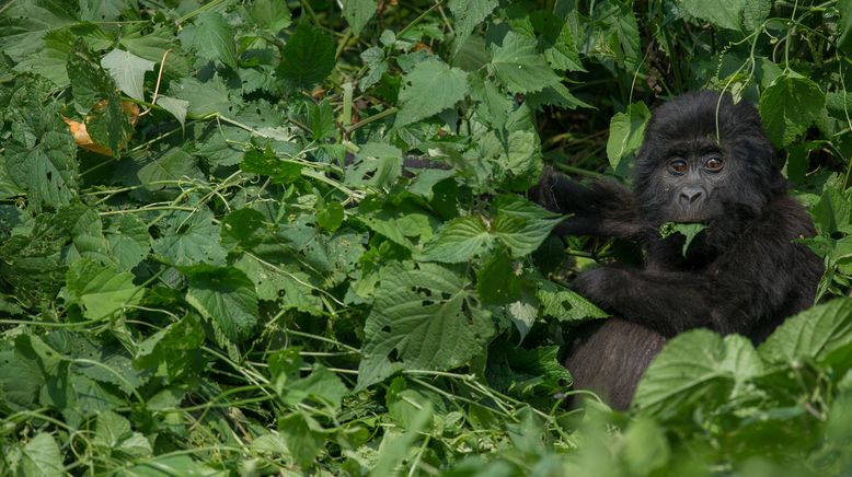 Bronx Zoo - Tierpark der Superlative