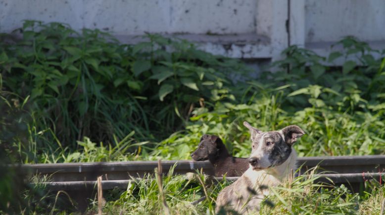 10 Tiere, die töten