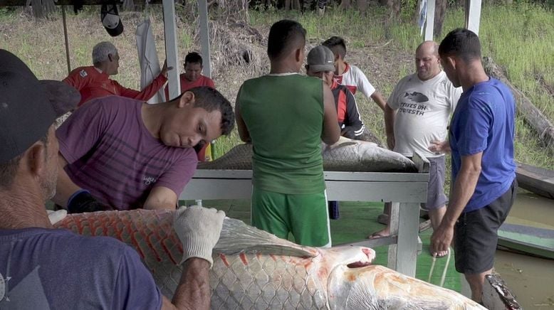 Arapaima, der Riesenfisch vom Amazonas