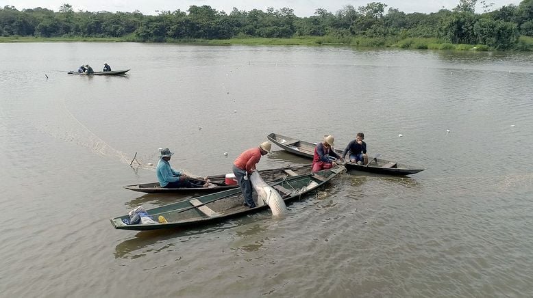 Arapaima, der Riesenfisch vom Amazonas