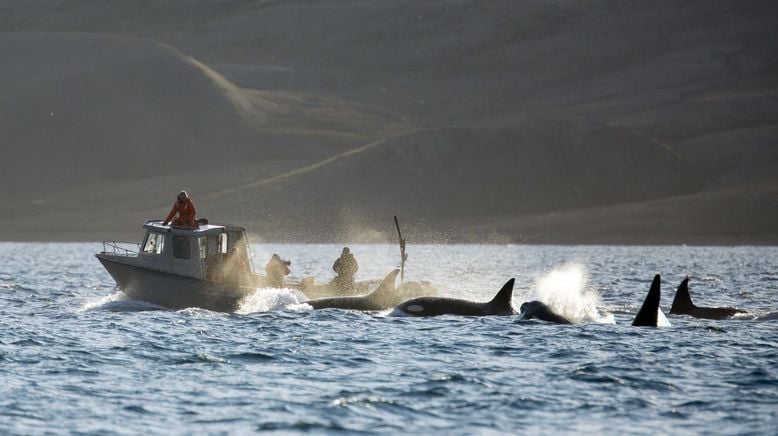 Orcas - Vorstoß in die Arktis