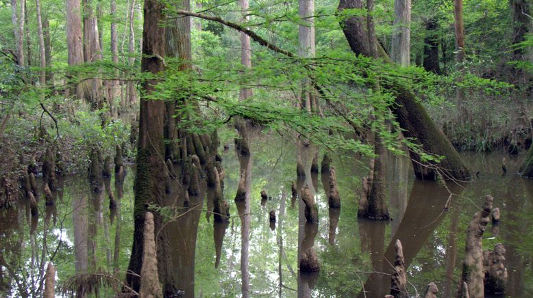 Wilde Wasserwelten im tiefen Süden der USA