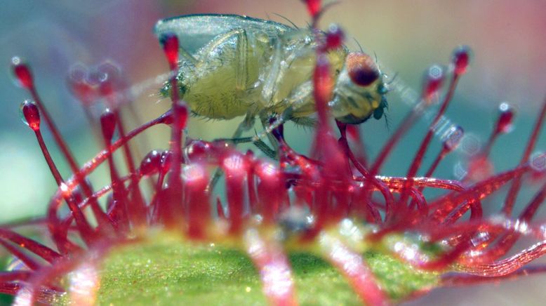 Wilde Wasserwelten im tiefen Süden der USA