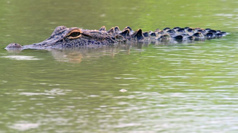 Wilde Wasserwelten im tiefen Süden der USA