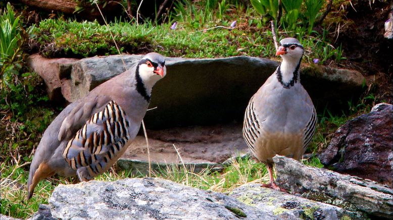 Wildnisse im Herzen Europas