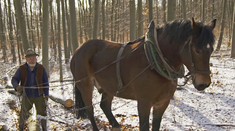 Der Schatz im Wald - Paulinzella