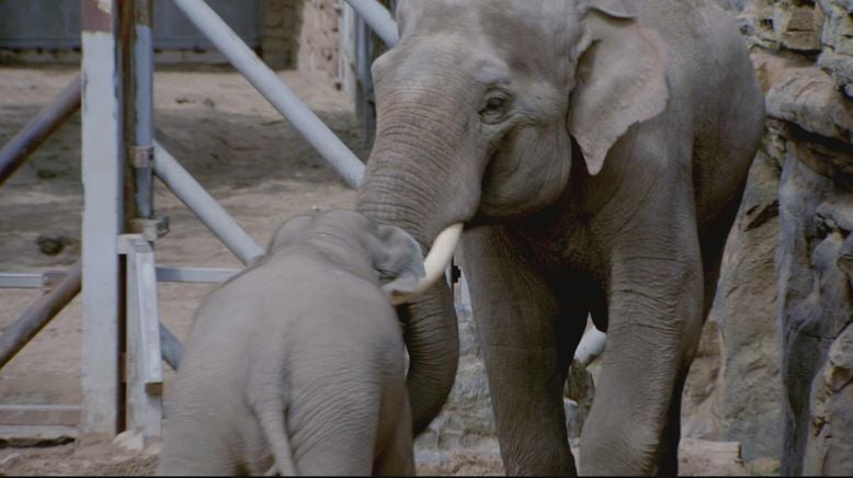 Zoo und so - Tierisch wild!