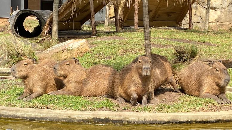 Taronga Zoo Hautnah