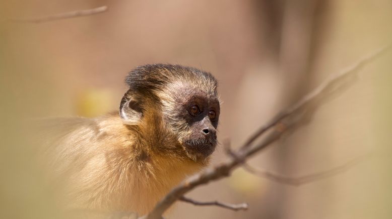 Nachwuchs in der Wildnis