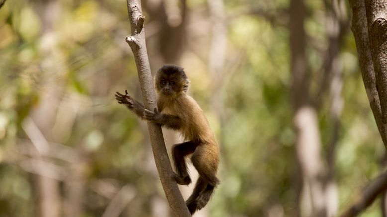 Tierkinder der Wildnis