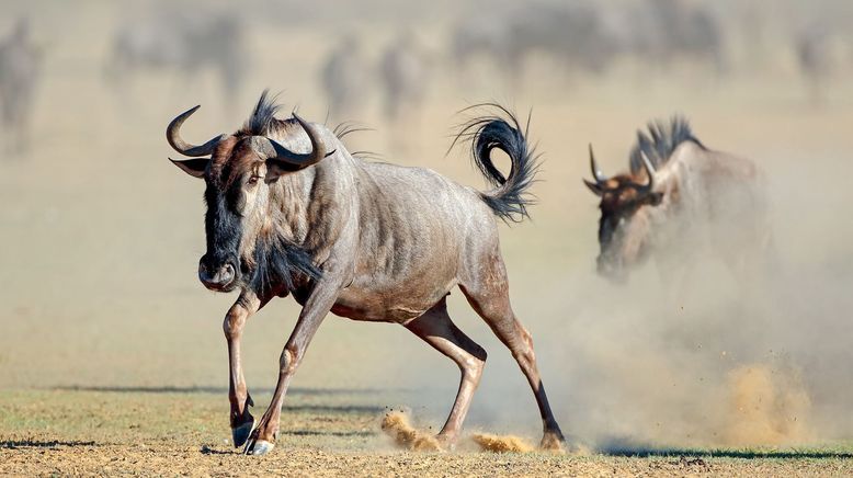 Wasserlöcher - Oasen für Afrikas Fauna