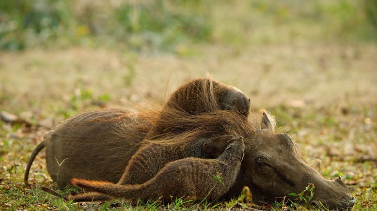 Kalahari - Gesetz der Wildnis