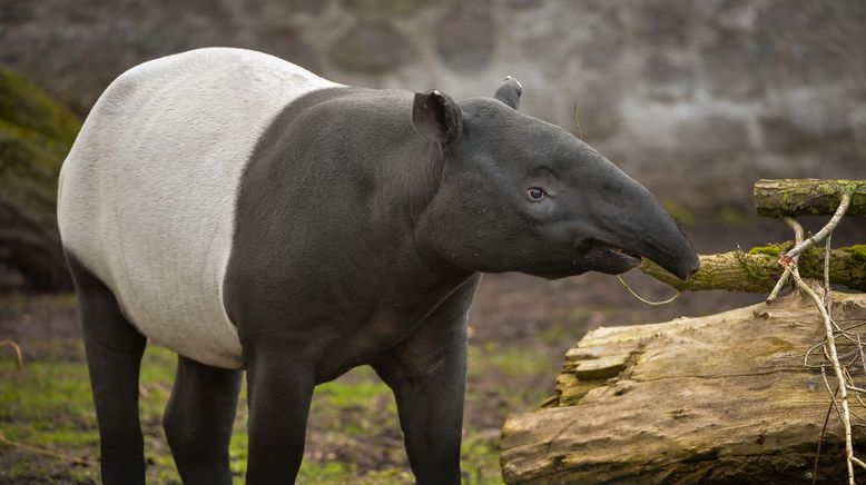 Zoo und so - Tierisch wild!