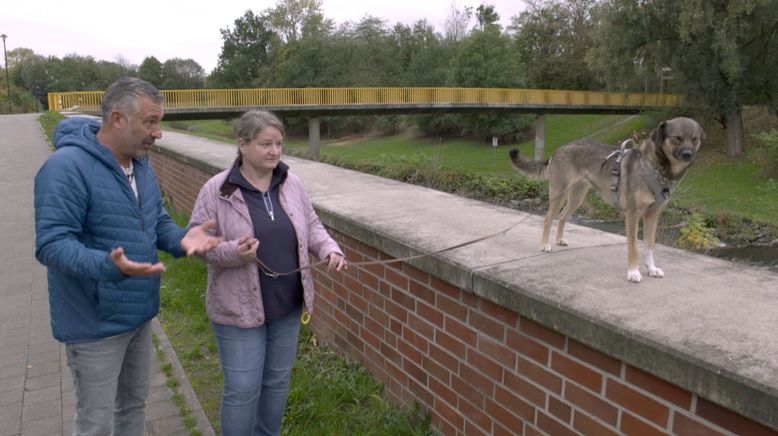 Hunde spüren den Stress der Halter