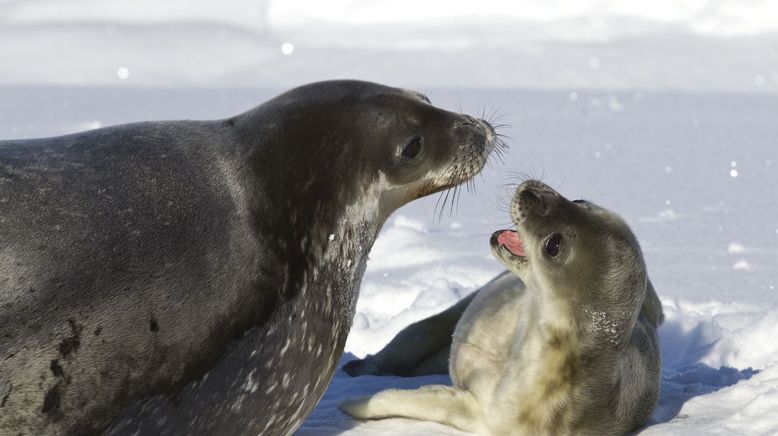 Animal Super Parents - Tierische Familienbande