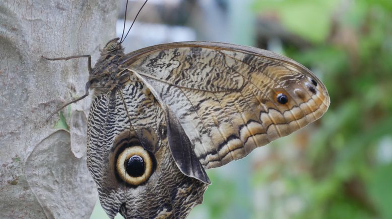 Die Superkräfte der Tiere