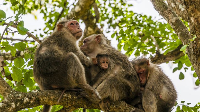 Into the Wild: Indien